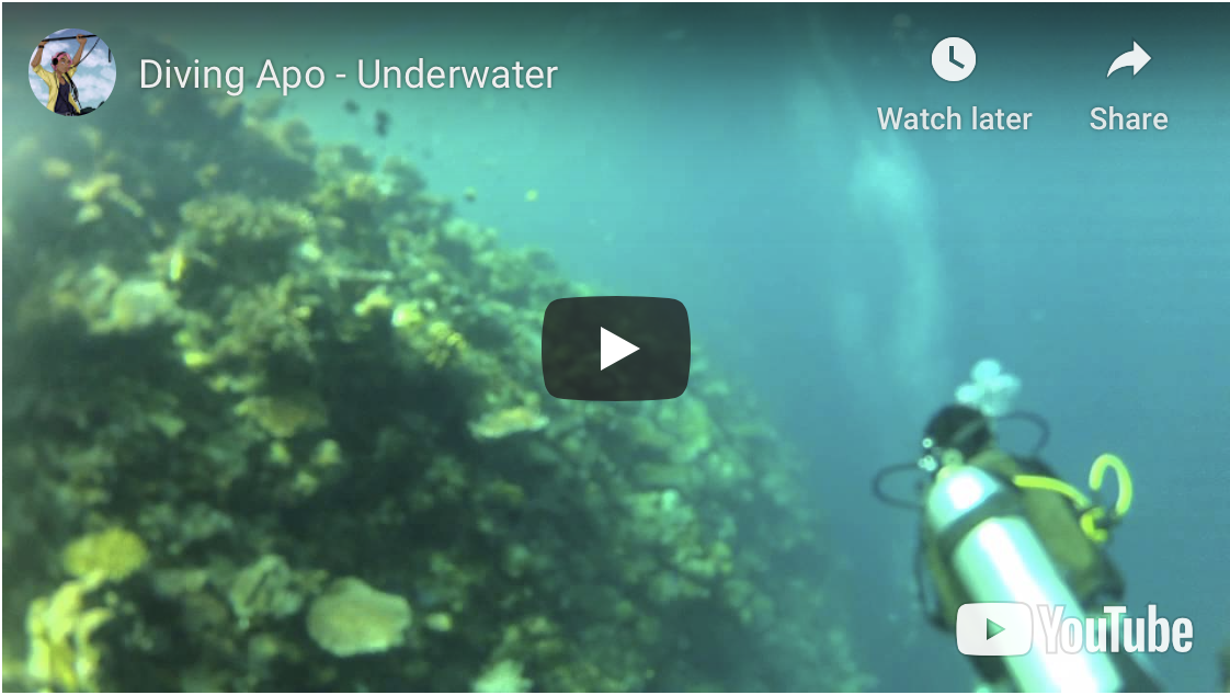 Diving Apo Reef, 2013